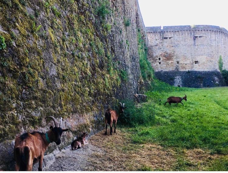 Ferienwohnung La Vue Des Remparts Dinan Exterior foto